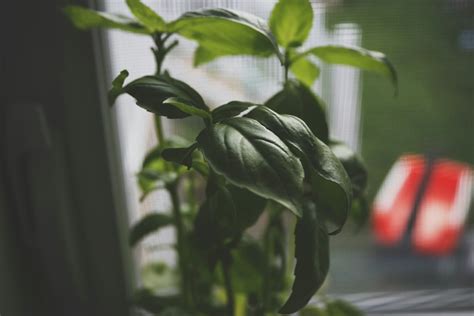 辣椒要怎麼種|辣椒種植指南：掌握溫濕、陽光、土壤關鍵 